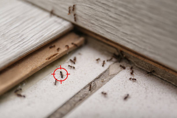 Best Spider Control Near Me  in Milton, LA