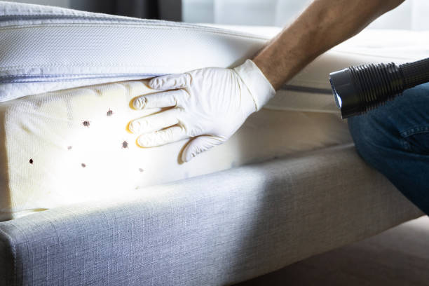 Best Ant Control Services  in Milton, LA