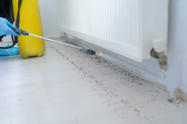 Pest Prevention Services in Milton, LA